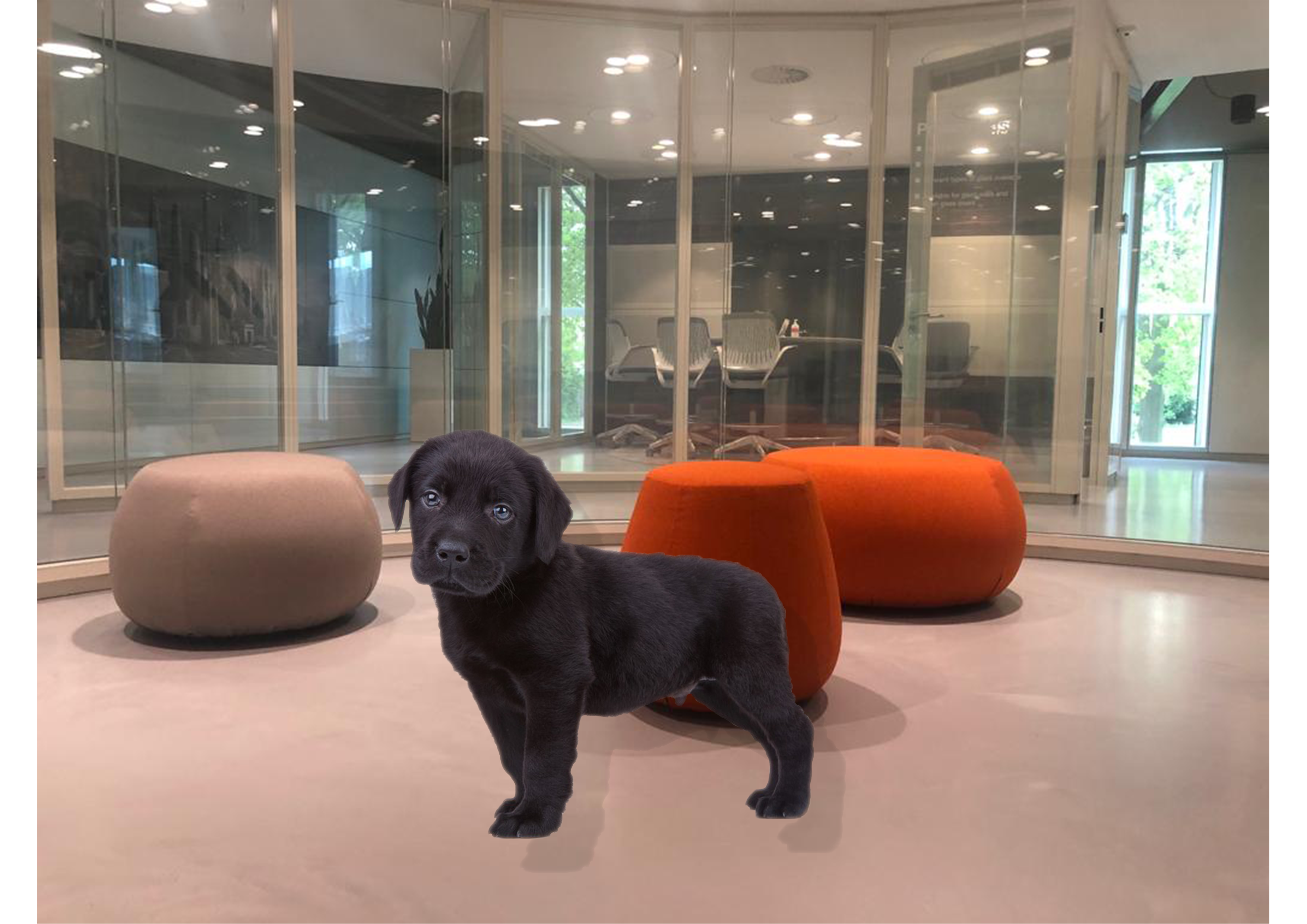 更新：輔助犬 Rakker！